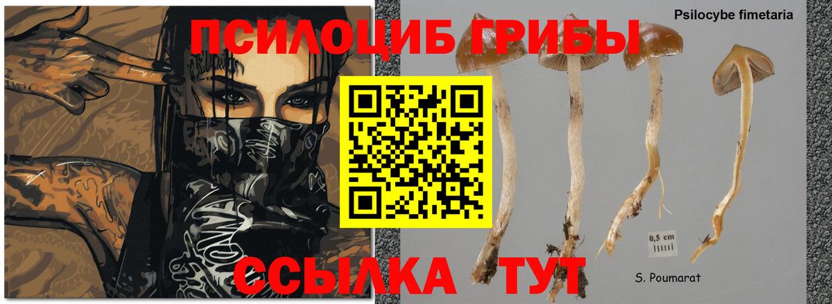 Коряжма  Псилоцибиновые грибы Psilocybine cubensis  Псилоцибиновые грибы Psilocybine cubensis  Вход с VPN 